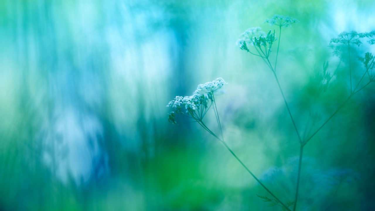 Meadow of Cow parsley flowers with soft blue gradient background